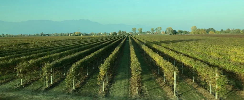 Une plaine dédiée à la viticulture en zone Prosecco DOC
